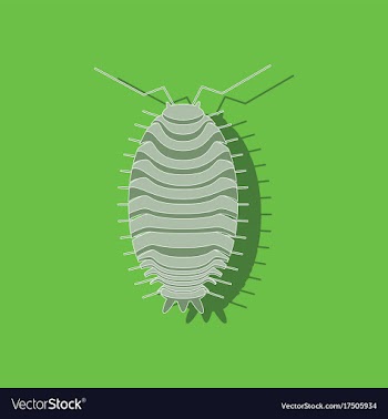 Paper sticker on background of wood louse vector image
