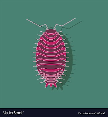 Paper sticker on background of wood louse vector image