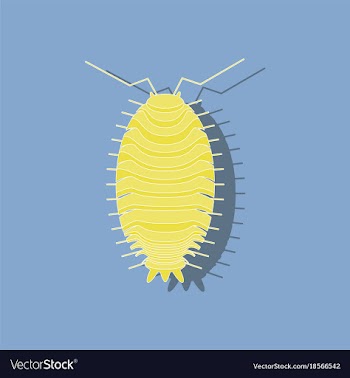Paper sticker on background of wood louse vector image