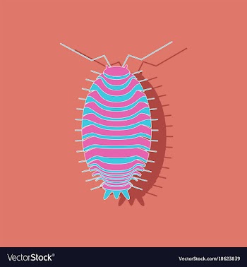 Paper sticker on background of wood louse vector image