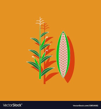 Paper sticker on background of zea mays vector image