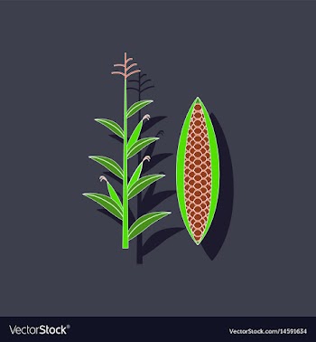 Paper sticker on background of zea mays vector image