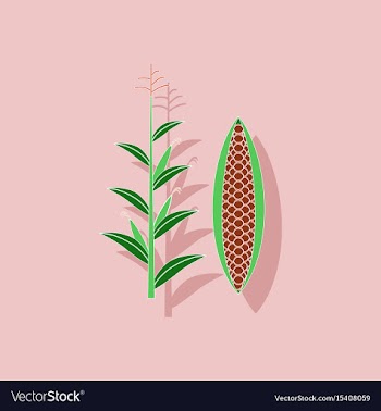 Paper sticker on background of zea mays vector image