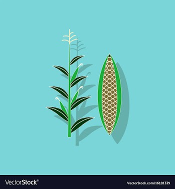 Paper sticker on background of zea mays vector image
