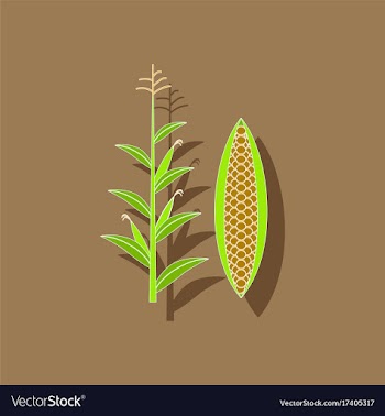 Paper sticker on background of zea mays vector image
