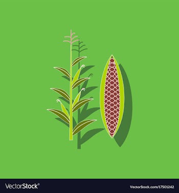 Paper sticker on background of zea mays vector image