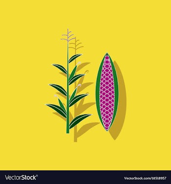 Paper sticker on background of zea mays vector image