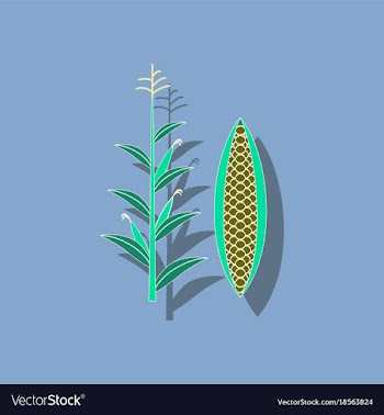 Paper sticker on background of zea mays vector image