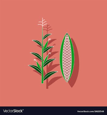 Paper sticker on background of zea mays vector image