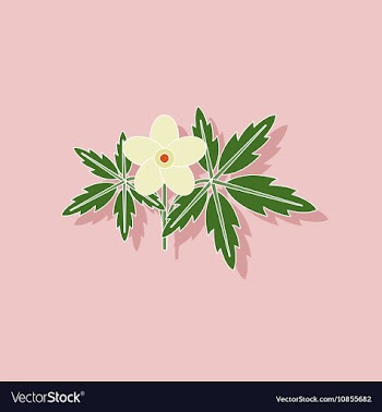 Paper sticker on stylish background flower Anemone vector image