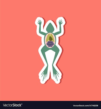Paper sticker on stylish background frog biology vector image