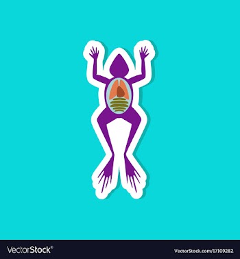 Paper sticker on stylish background frog biology vector image