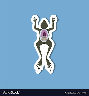 Paper sticker on stylish background frog biology vector image