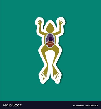 Paper sticker on stylish background frog biology vector image