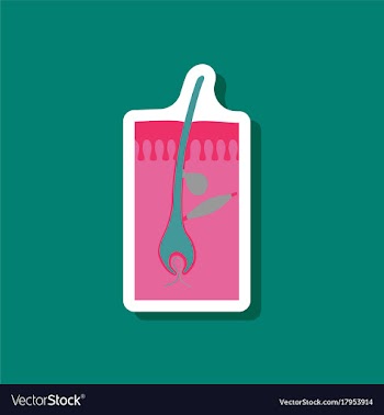 Paper sticker on stylish background hair follicles vector image