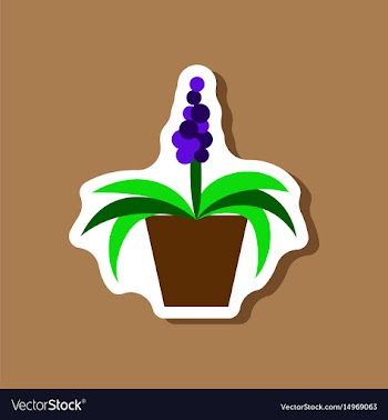 Paper sticker on stylish background hyacinth vector image