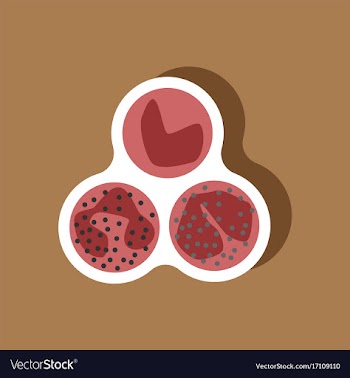 Paper sticker on stylish background leukocyte vector image