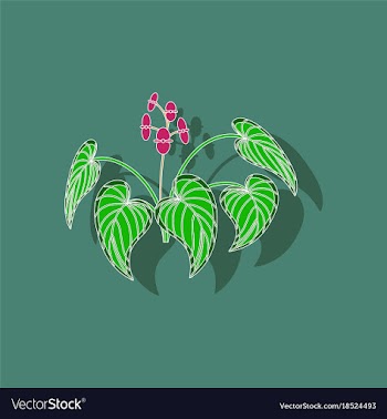 Paper sticker on stylish background plant begonia vector image