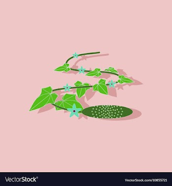 Paper sticker on stylish background plant Cucumis vector image