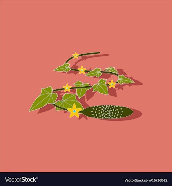 Paper sticker on stylish background plant cucumis vector image