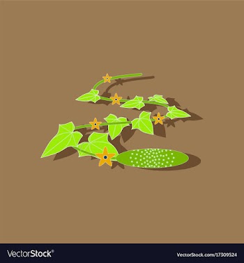 Paper sticker on stylish background plant cucumis vector image