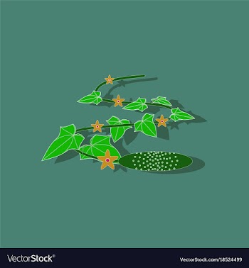 Paper sticker on stylish background plant cucumis vector image