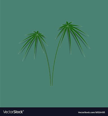 Paper sticker on stylish background plant cyperus vector image