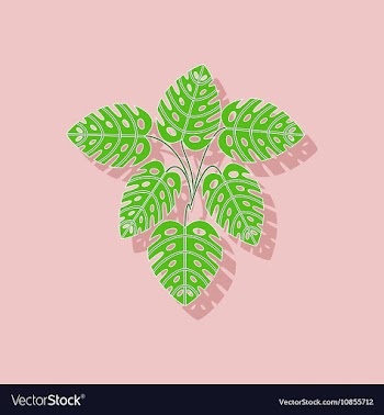 Paper sticker on stylish background plant Monstera vector image
