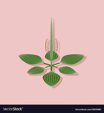 Paper sticker on stylish background plant Plantago vector image