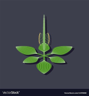 Paper sticker on stylish background plant plantago vector image