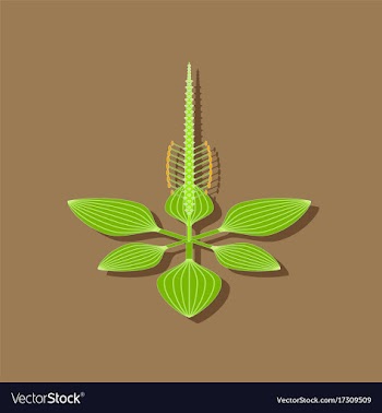 Paper sticker on stylish background plant plantago vector image