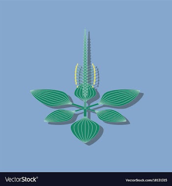 Paper sticker on stylish background plant plantago vector image