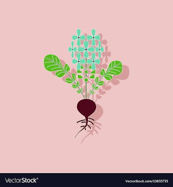 Paper sticker on stylish background plant raphanus vector image