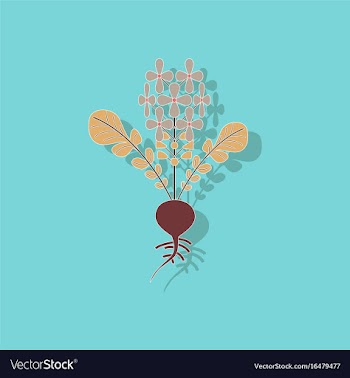 Paper sticker on stylish background plant raphanus vector image