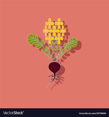 Paper sticker on stylish background plant raphanus vector image