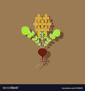 Paper sticker on stylish background plant raphanus vector image