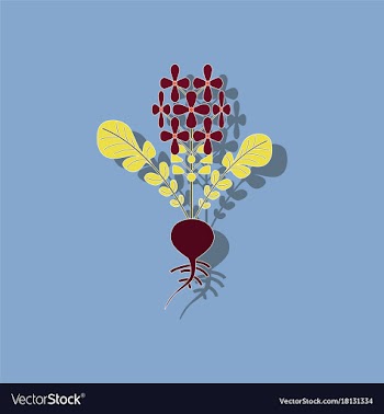 Paper sticker on stylish background plant raphanus vector image