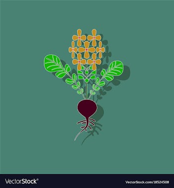 Paper sticker on stylish background plant raphanus vector image