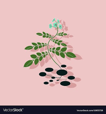 Paper sticker on stylish background plant Solanum vector image