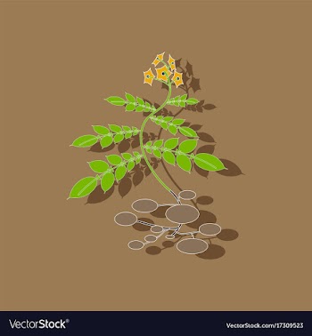 Paper sticker on stylish background plant solanum vector image