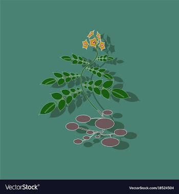 Paper sticker on stylish background plant solanum vector image