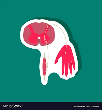 Paper sticker on stylish background reflex arc vector image