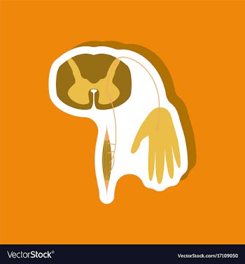 Paper sticker on stylish background reflex arc vector image