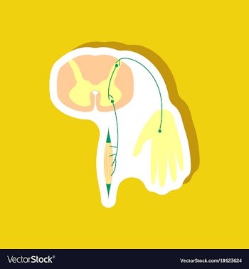 Paper sticker on stylish background reflex arc vector image
