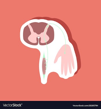 Paper sticker on stylish background reflex arc vector image