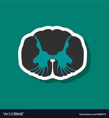 Paper sticker on stylish background spinal cord vector image