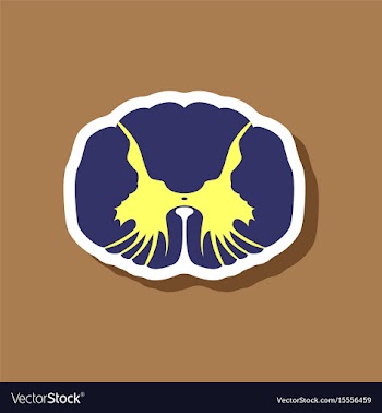 Paper sticker on stylish background spinal cord vector image