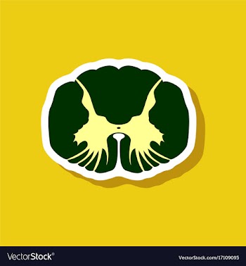Paper sticker on stylish background spinal cord vector image