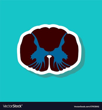 Paper sticker on stylish background spinal cord vector image