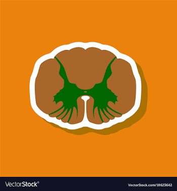 Paper sticker on stylish background spinal cord vector image